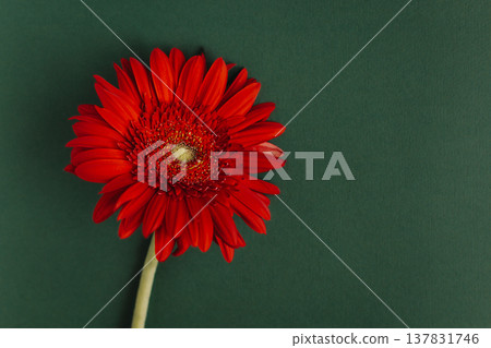 Beautiful red Gerbera flower on a dark green background. Beautiful red Gerbera flower on a dark green background. 137831746