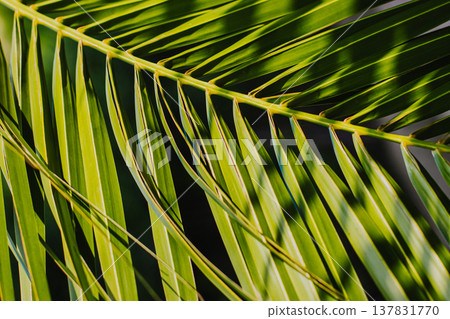 Blurred palm leaves in a sunlight. Summer background. Blurred palm leaves in a sunlight. Summer background. 137831770