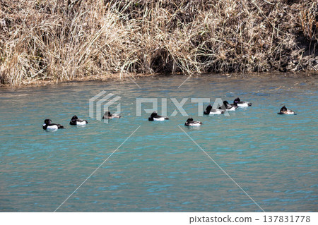一群鳳頭潛鴨正在休息。 一群鳳頭潛鴨正在休息。 137831778