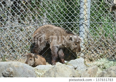 Golden Takin 's child Golden Takin 's child 137831783