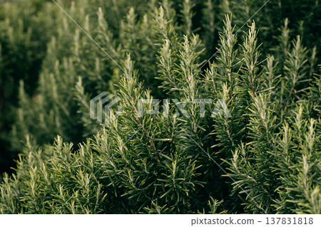 Sprigs of aromatic rosemary in the garden on a sunny day.. Sprigs of aromatic rosemary in the garden on a sunny day.. 137831818
