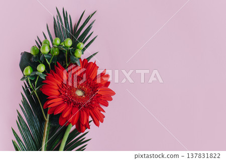 Beautiful red Gerbera flower with green leaves on a pink pastel background. Beautiful red Gerbera flower with green leaves on a pink pastel background. 137831822