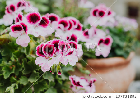 Beautiful pink flowers of Crane's-bill (Pelargonium) on a summer street. 137831892