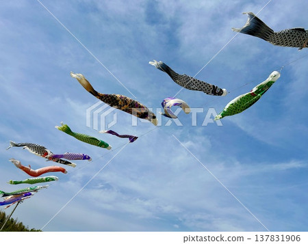 鯉魚stream在藍藍的天空中游泳 137831906