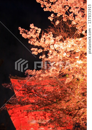 京都,二年坂,三年坂,清水寺夜櫻景色 京都,二年坂,三年坂,清水寺夜櫻景色 137831915
