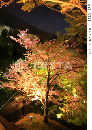 京都,二年坂,三年坂,清水寺夜櫻景色 京都,二年坂,三年坂,清水寺夜櫻景色 137831929