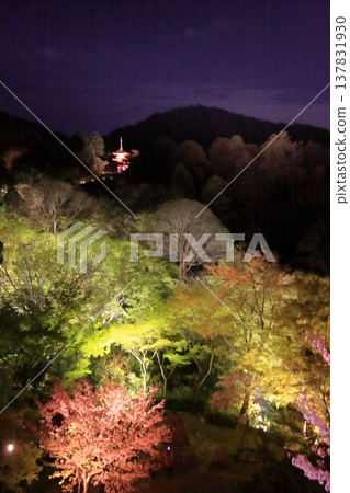 京都,二年坂,三年坂,清水寺夜櫻景色 京都,二年坂,三年坂,清水寺夜櫻景色 137831930