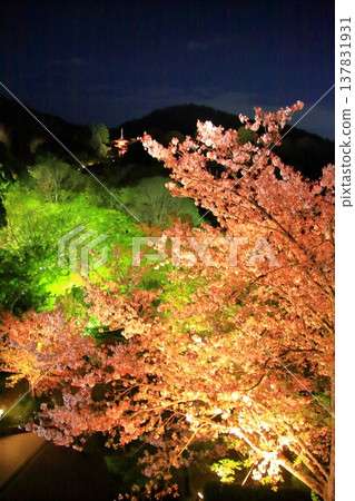 Kyoto, Ninenzaka, Sannenzaka, Nighttime cherry blossom scenery at Kiyomizu-dera Temple Kyoto, Ninenzaka, Sannenzaka, Nighttime cherry blossom scenery at Kiyomizu-dera Temple 137831931
