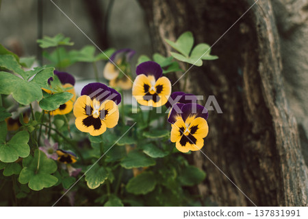 Beautiful yellow and purple pansies flowers on a summer street. 137831991