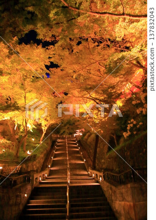 京都,二年坂,三年坂,清水寺夜櫻景色 京都,二年坂,三年坂,清水寺夜櫻景色 137832043