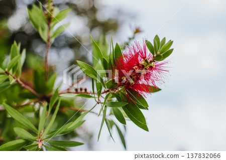 Amazing red flower of the blooming Callistemon tree in a spring garden. Close-up. 137832066