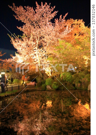 京都,二年坂,三年坂,清水寺夜櫻景色 京都,二年坂,三年坂,清水寺夜櫻景色 137832146