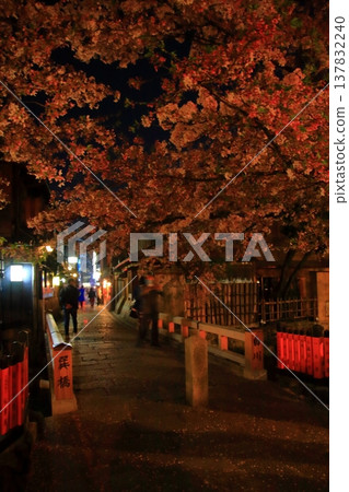 京都祇園白川辰巳橋的夜間櫻花景色。 137832240