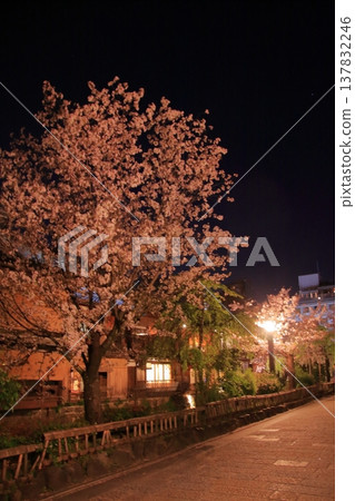 京都祇園白川辰巳橋的夜間櫻花景色。 137832246