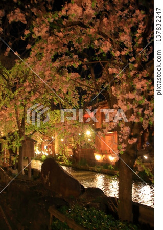 京都祇園白川辰巳橋的夜間櫻花景色。 137832247