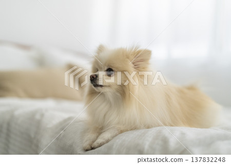 一隻博美犬坐在床上 137832248