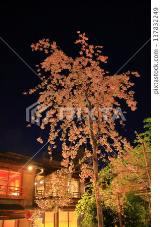 Nighttime cherry blossom scenery at Tatsumi Bridge in Gion Shirakawa, Kyoto. 137832249