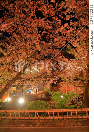 京都祇園白川辰巳橋的夜間櫻花景色。 137832251