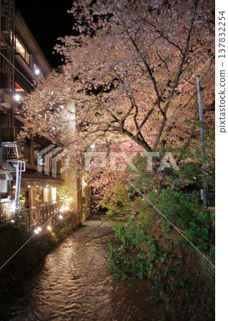 京都祇園白川辰巳橋的夜間櫻花景色。 137832254