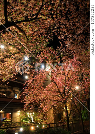 京都祇園白川辰巳橋的夜間櫻花景色。 137832255