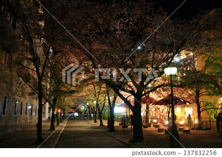 Nighttime cherry blossom scenery at Tatsumi Bridge in Gion Shirakawa, Kyoto. Nighttime cherry blossom scenery at Tatsumi Bridge in Gion Shirakawa, Kyoto. 137832256