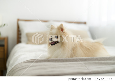A Pomeranian sitting on a bed A Pomeranian sitting on a bed 137832277
