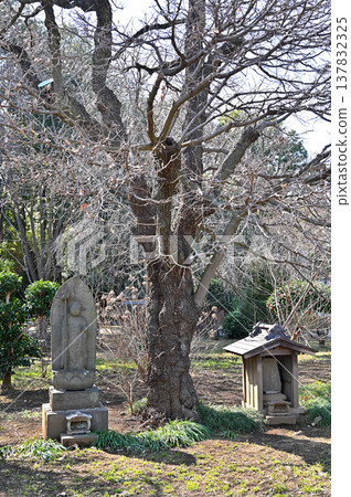 Walking around Iwatsuki: Jodo sect Jokokuji Temple, one of the 18 temples in the Kanto region Walking around Iwatsuki: Jodo sect Jokokuji Temple, one of the 18 temples in the Kanto region 137832325