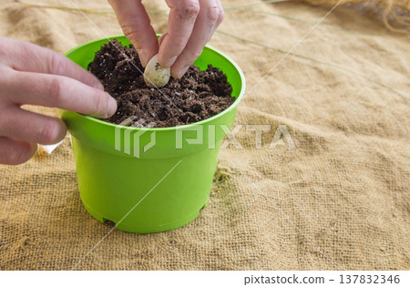 Planting garlic clove in soil pot 137832346