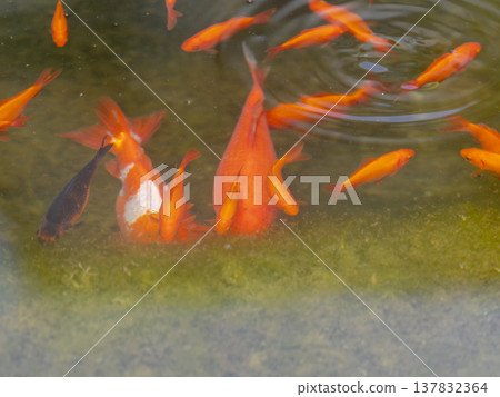 以水生植物為食的金魚 137832364
