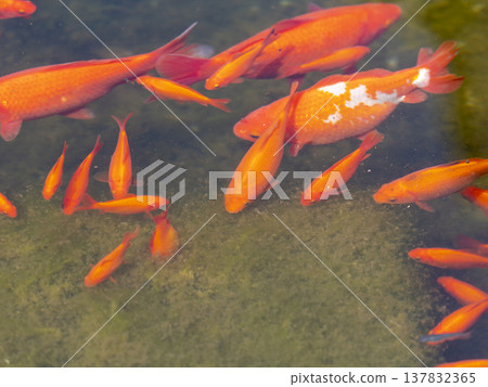 Goldfish that eat aquatic plants 137832365