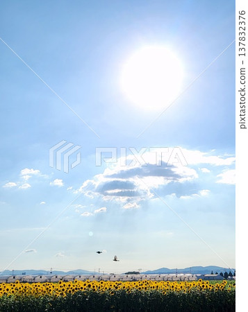 Towards the Sun Towards the Sun 137832376