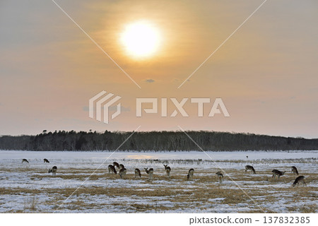 Sunset and a herd of female Hokkaido deer (Notsuke Peninsula, Hokkaido) Sunset and a herd of female Hokkaido deer (Notsuke Peninsula, Hokkaido) 137832385