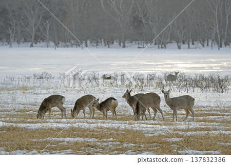 Female Yezo deer swarming in the snow field (Notsuke Peninsula, Hokkaido) 137832386