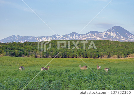 The Shiretoko mountain range in early summer and a herd of Hokkaido deer (Shiretoko, Hokkaido) The Shiretoko mountain range in early summer and a herd of Hokkaido deer (Shiretoko, Hokkaido) 137832390