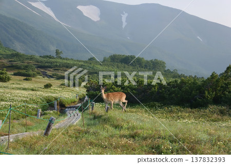 A Hokkaido deer appears on a mountain trail (Daisetsuzan, Hokkaido) A Hokkaido deer appears on a mountain trail (Daisetsuzan, Hokkaido) 137832393