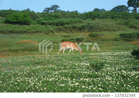 蝦夷鹿啃食高山植物（北海道大雪山） 137832395
