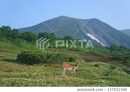 A Hokkaido deer appears in a flower field (Daisetsuzan, Hokkaido). A Hokkaido deer appears in a flower field (Daisetsuzan, Hokkaido). 137832396