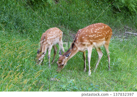 A mother and baby Ezo deer eating grass (Sounkyo, Hokkaido) A mother and baby Ezo deer eating grass (Sounkyo, Hokkaido) 137832397