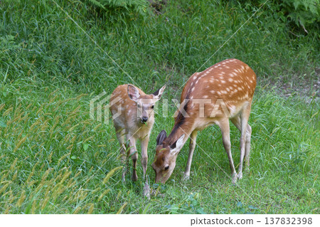 A mother and baby Ezo deer eating grass (Sounkyo, Hokkaido) 137832398