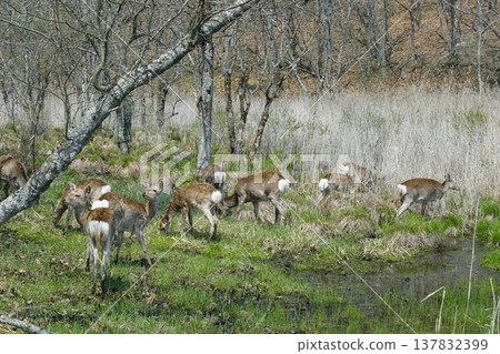 A herd of female Ezo deer in a wetland (Tsurui Village, Hokkaido) A herd of female Ezo deer in a wetland (Tsurui Village, Hokkaido) 137832399
