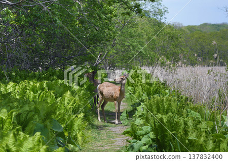 A female Ezo deer appears on a walking trail (Tsurui Village, Hokkaido) A female Ezo deer appears on a walking trail (Tsurui Village, Hokkaido) 137832400