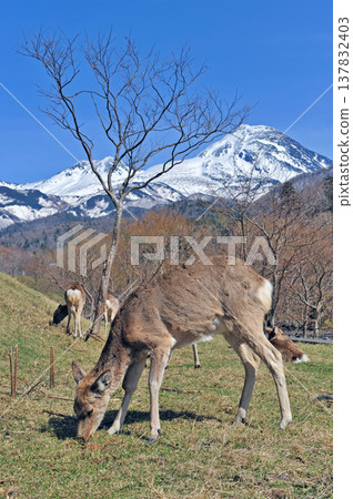 Mount Rausu and Ezo deer (Shiretoko, Hokkaido) Mount Rausu and Ezo deer (Shiretoko, Hokkaido) 137832403