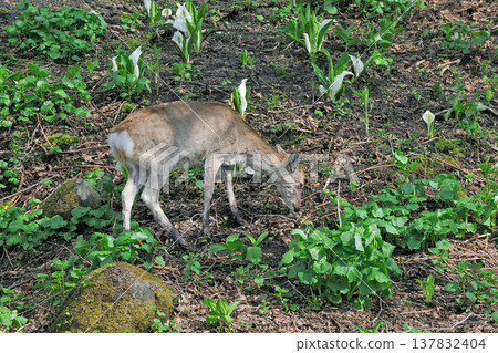 Skunk cabbage and sika deer (Shiretoko, Hokkaido) 137832404