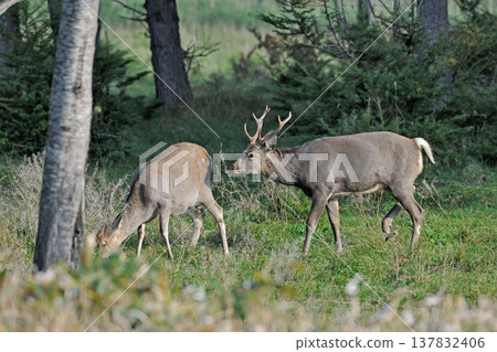 A male Ezo deer approaches a female (Shiretoko, Hokkaido) A male Ezo deer approaches a female (Shiretoko, Hokkaido) 137832406