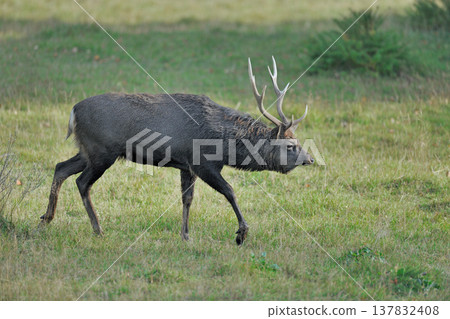 A male Ezo deer walks across a grassland in search of a female (Shiretoko, Hokkaido) A male Ezo deer walks across a grassland in search of a female (Shiretoko, Hokkaido) 137832408