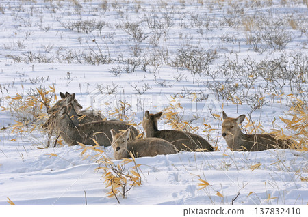 A herd of female Ezo deer resting on a snowfield (Notsuke Peninsula, Hokkaido) A herd of female Ezo deer resting on a snowfield (Notsuke Peninsula, Hokkaido) 137832410