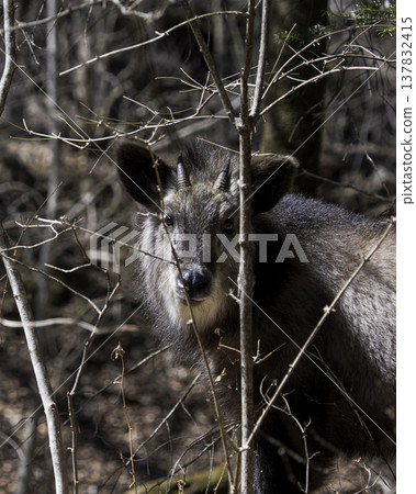 A wild Japanese serow stares at me from between the branches of a tree. 137832415
