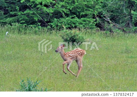 A young Hokkaido deer running across a grassland (Shiretoko, Hokkaido) A young Hokkaido deer running across a grassland (Shiretoko, Hokkaido) 137832417