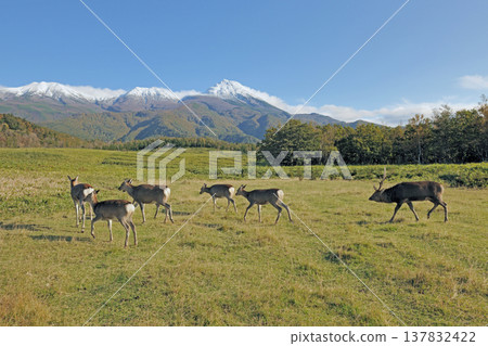 A male Ezo deer chasing a herd of females (Shiretoko, Hokkaido) 137832422