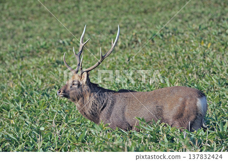 A male Ezo deer walking through a bamboo thicket (Shiretoko, Hokkaido) A male Ezo deer walking through a bamboo thicket (Shiretoko, Hokkaido) 137832424